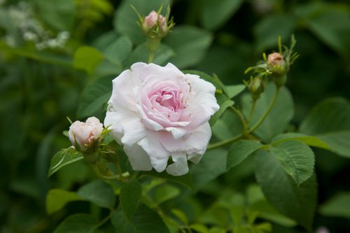 Free Rosa gallica DUTCHESSE DE MONTEBELLO Stock Photo