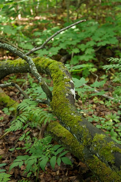 Free Forest Stock Photo