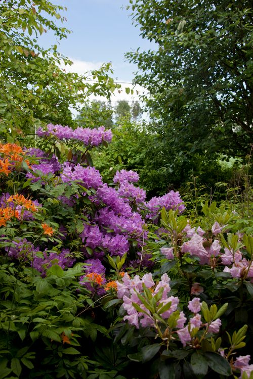 Free Rhododendron Stock Photo