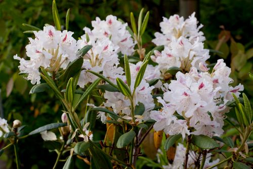 Free Rhododendron Stock Photo