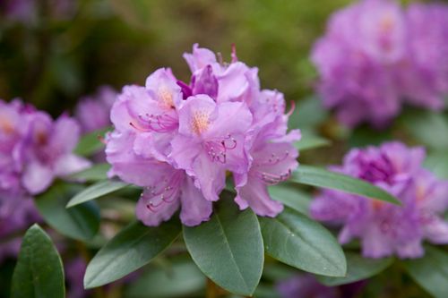 Free Rhododendron Stock Photo