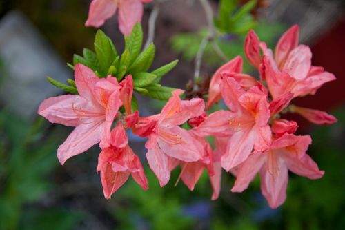 Free Apple Blossom Stock Photo