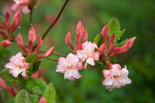 Free Rhododendron Corneille Stock Photo