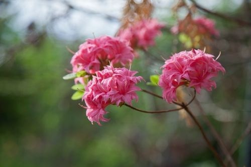 Free Rhododendron Homebush Stock Photo