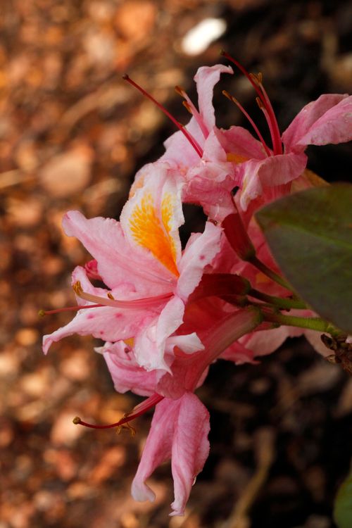 Free Rhododendron Luteum Bonny Stock Photo