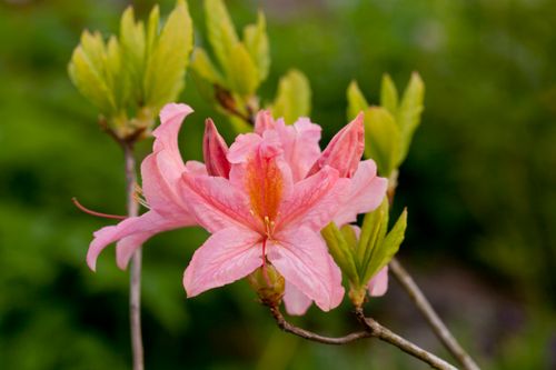 Free Rhododendron Stock Photo