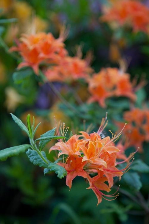 Free rhododendron Stock Photo