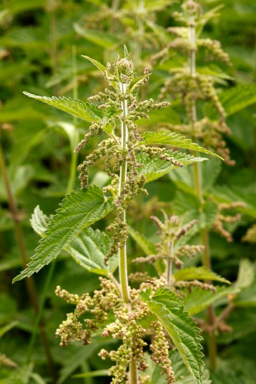 Free Urtica dioica Nokkonen Stock Photo