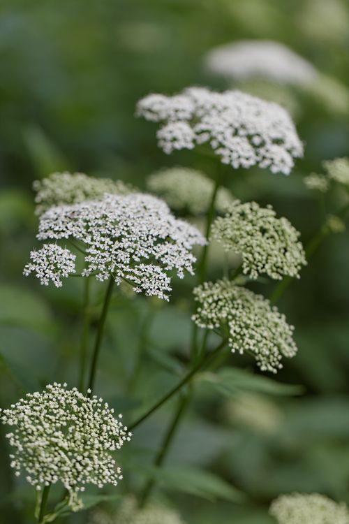 Free Aegopodium podagraria Vuohenputki Stock Photo