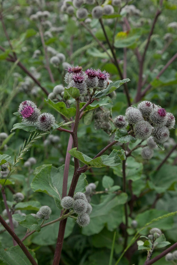 Close Up Photo Of A Burdock Plant 