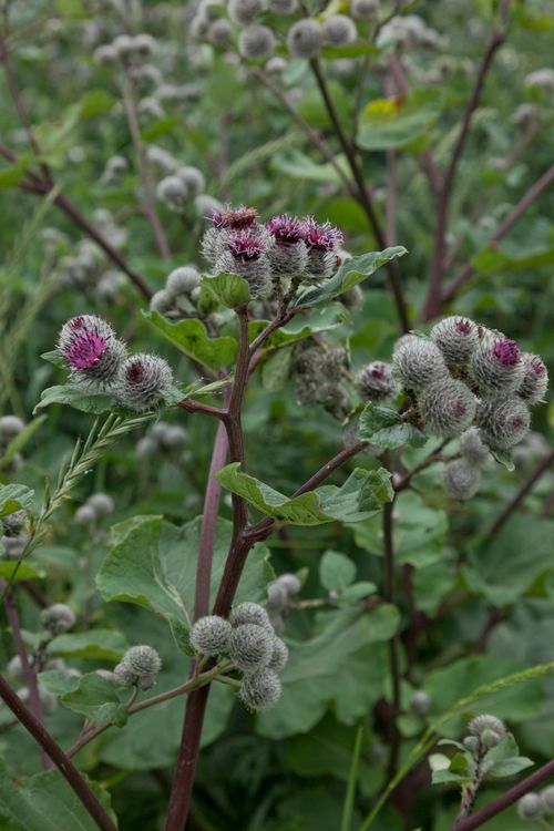 Free Close-up of wild burdock in full bloom with vibrant purple flowers in a lush green field. Stock Photo