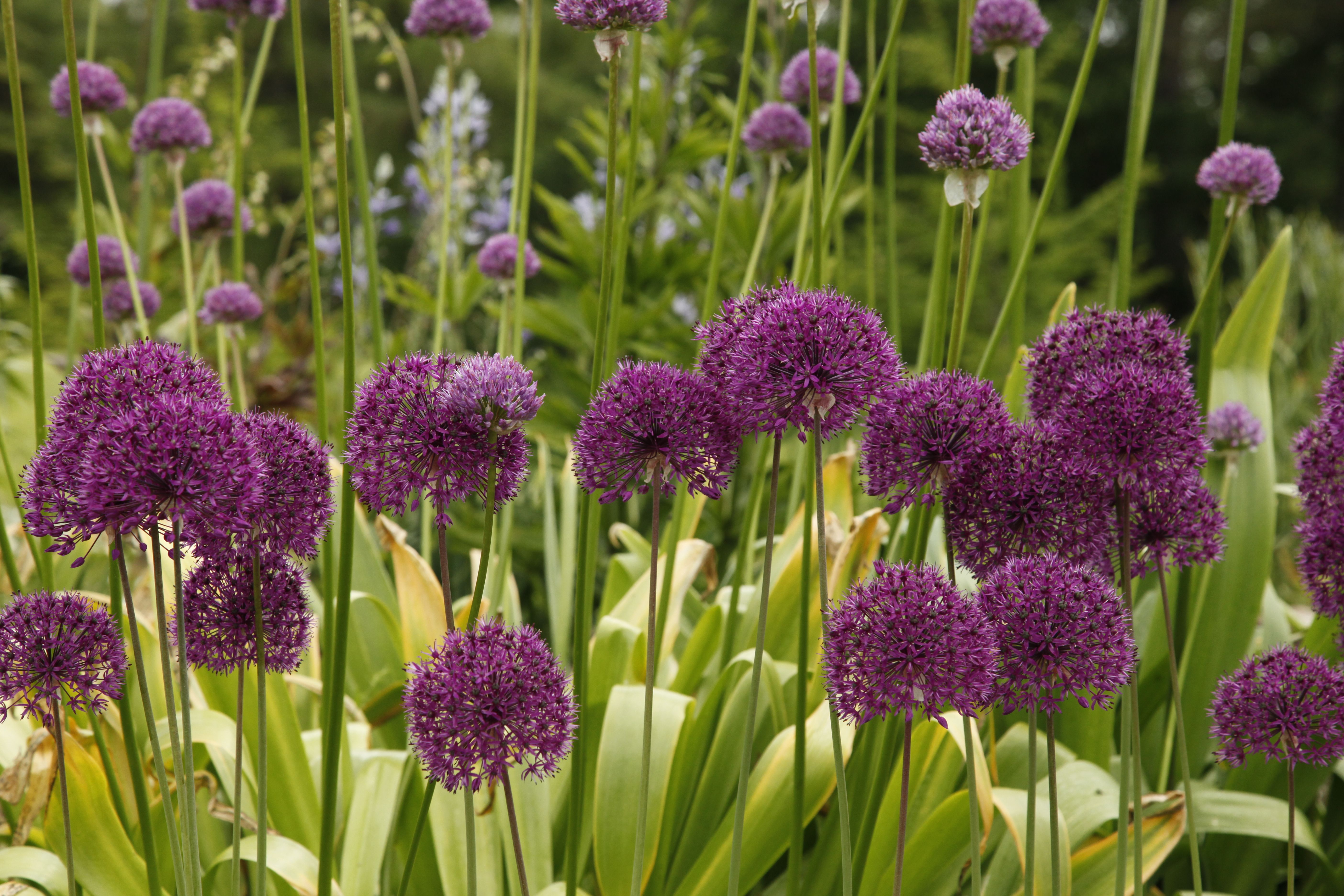 Allium