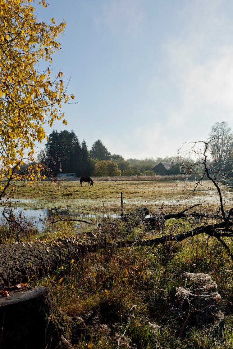 Horse Grazing On The Pasture In The Countryside