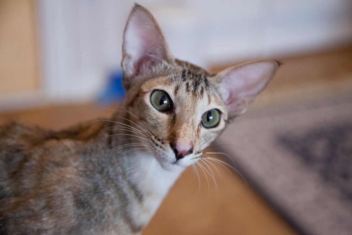 Chat oriental élancé aux très grandes oreilles et aux yeux verts, en intérieur