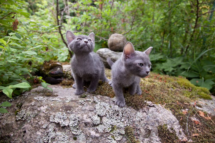 Close-Up Photo Of Korat Kittens