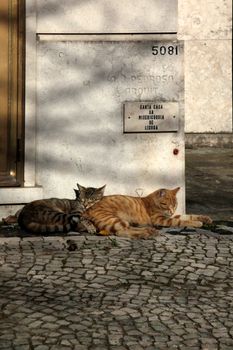 Two domestic cats lying on cobblestones in the sun, Lisbon signage visible.