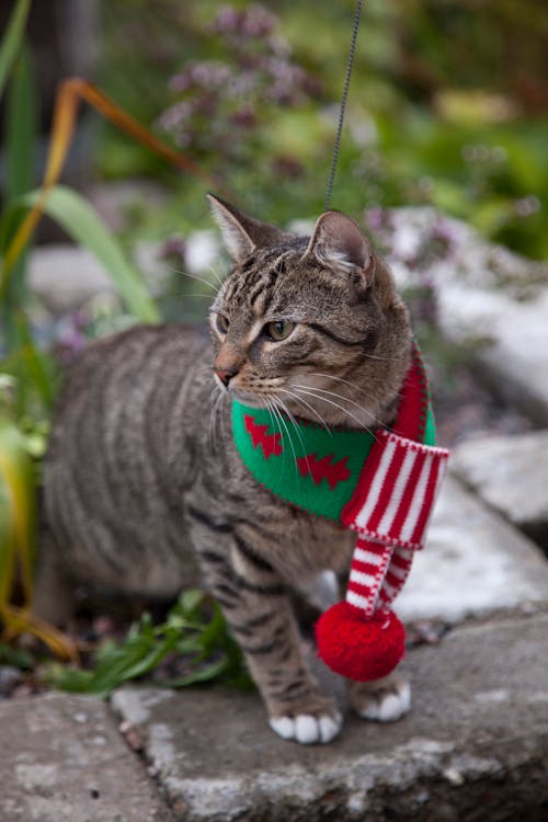 Free Gray Cat Wearing a Christmas Design Scarf Stock Photo