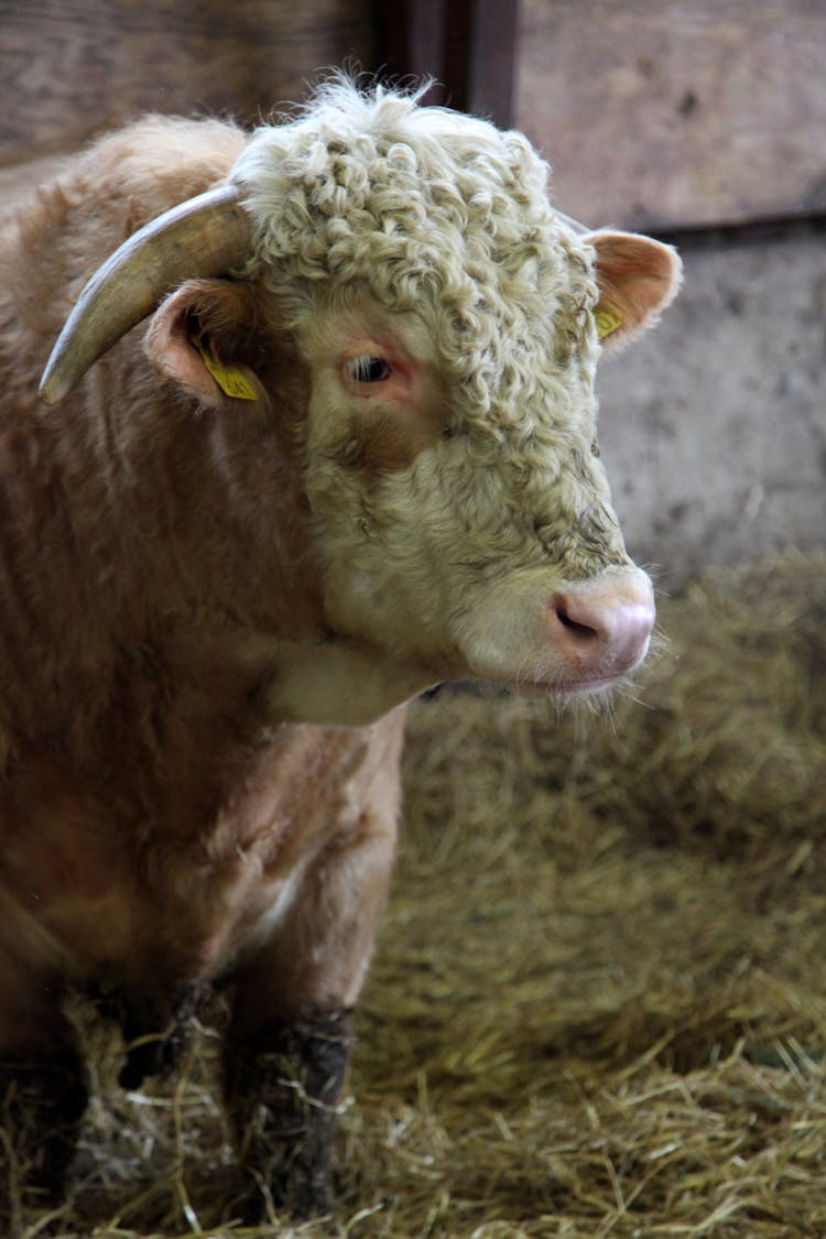 Photo Of A Cow With A Horn