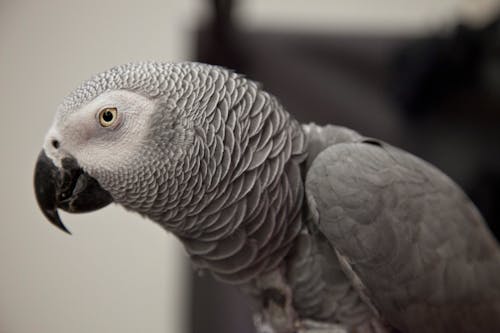 Fotos de stock gratuitas de animal, aviar, de cerca