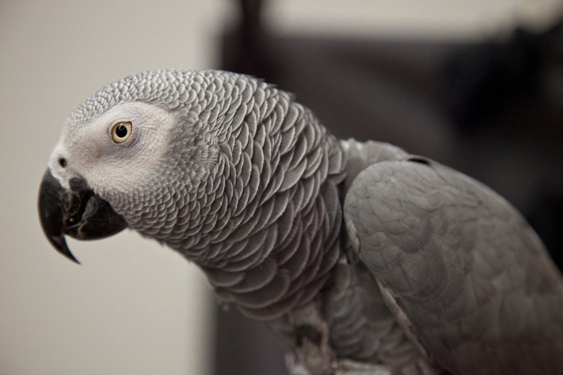 Close-Up Shot of a Grey Parrot 