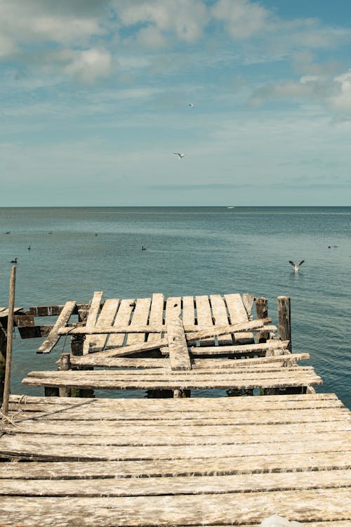 Wooden Dock Near the Sea with Floating Ducks