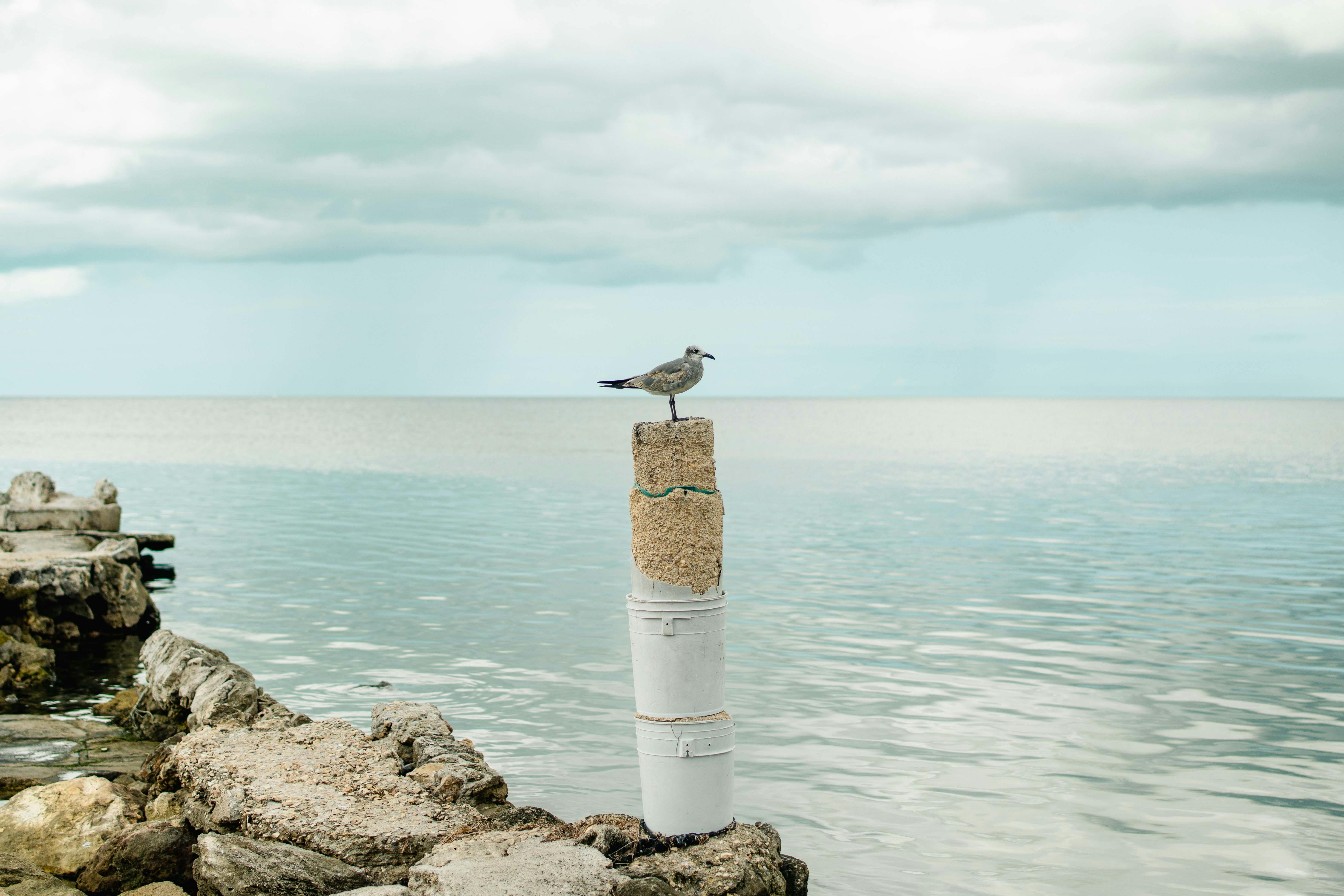 A solitary seagull perched on a post overlooking a serene ocean with cloudy skies.