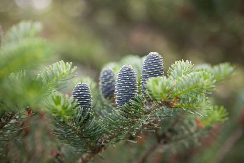 Free   ,Abies koreana Stock Photo