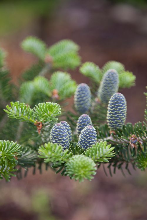 Free   ,Abies koreana Stock Photo