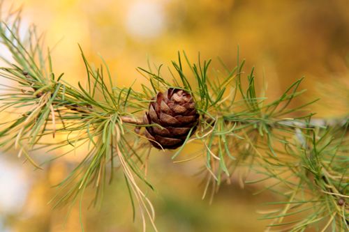Free Detailed view of a pine cone on evergreen branches with a warm, autumn background. Stock Photo