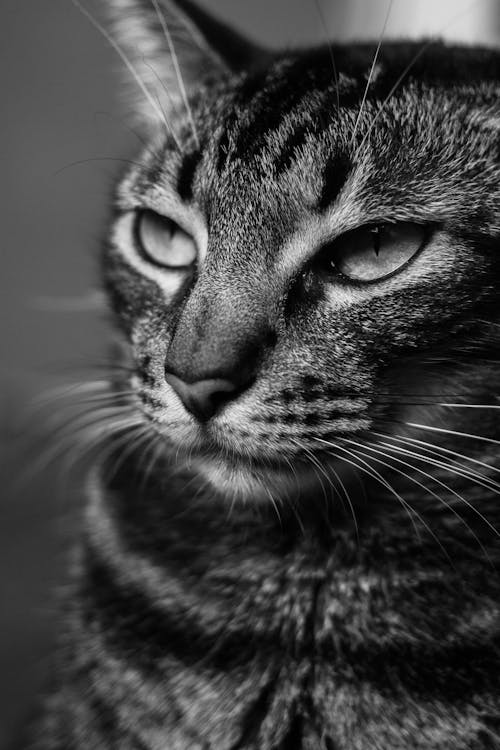 Grayscale Photo of a Tabby Cat