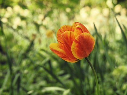 Free Immagine gratuita di avvicinamento, fiore, fioritura Stock Photo