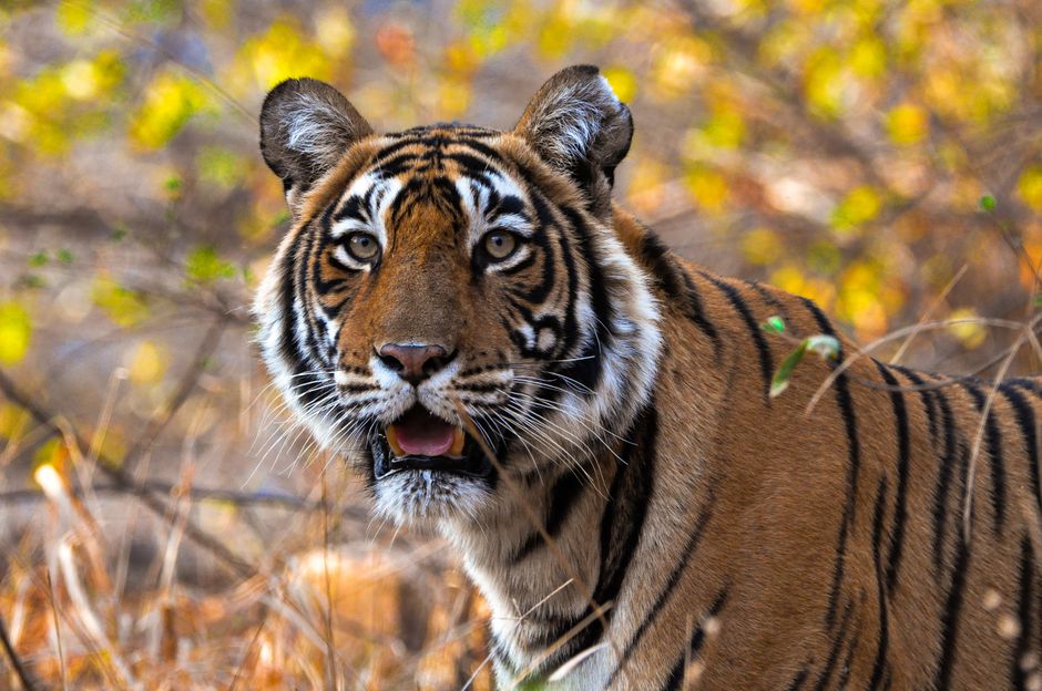 Threatened species funding