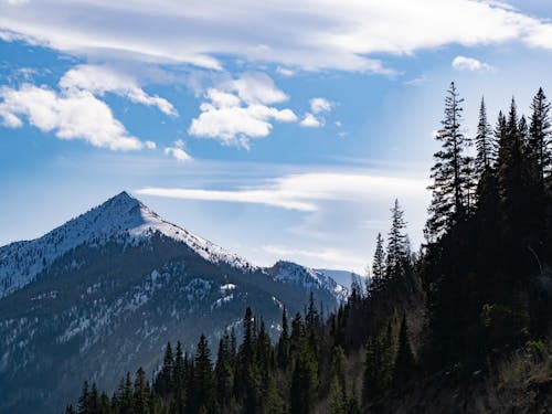 Scenic View of Trees on a Mountain