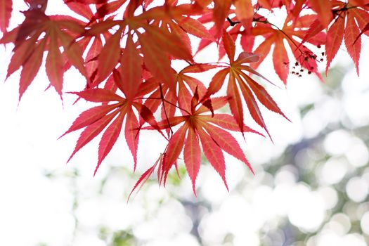 Close-up of red maple leaves with a bright, blurred background, showcasing autumn beauty.