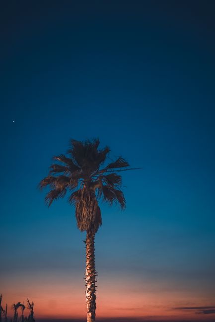 A tranquil view of a palm tree silhouetted against a vivid sunset sky in Tel Aviv.