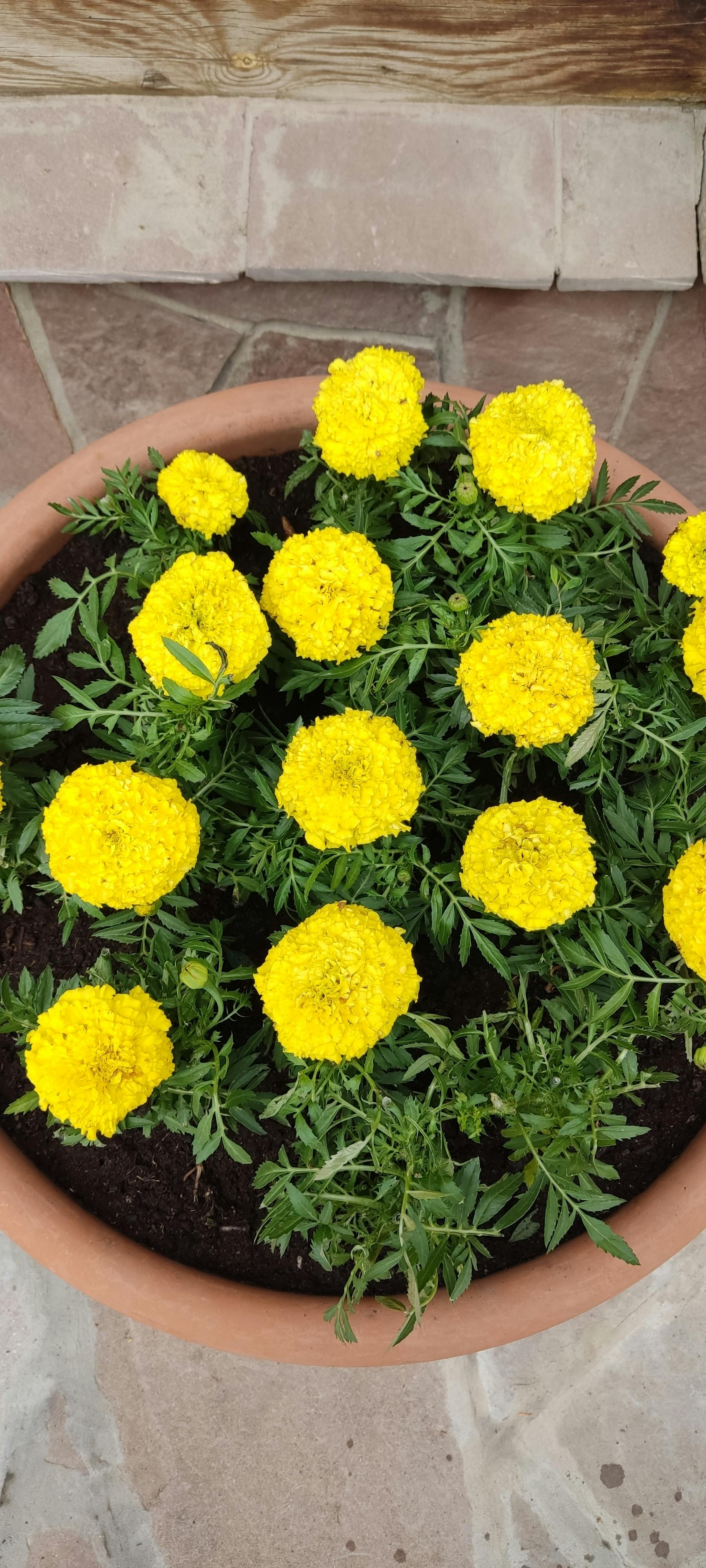Silhouette of racing driver holding a helmet against sunset sky at a circuit