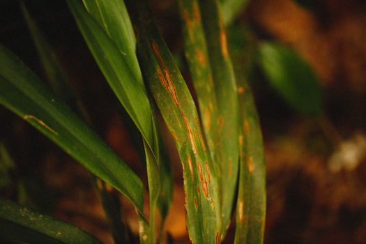 Detailed close-up of vibrant green leaves showing natural texture and earthy tones.
