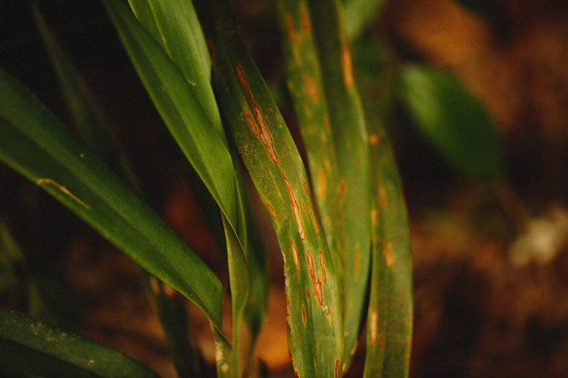 Бесплатное стоковое фото с заводская фотография, Зеленое растение, зеленые листья