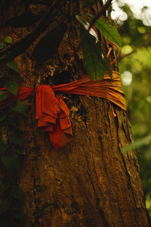 Darmowe zdjęcie z galerii z czerwona tkanina, gałąź drzewa, martwa natura