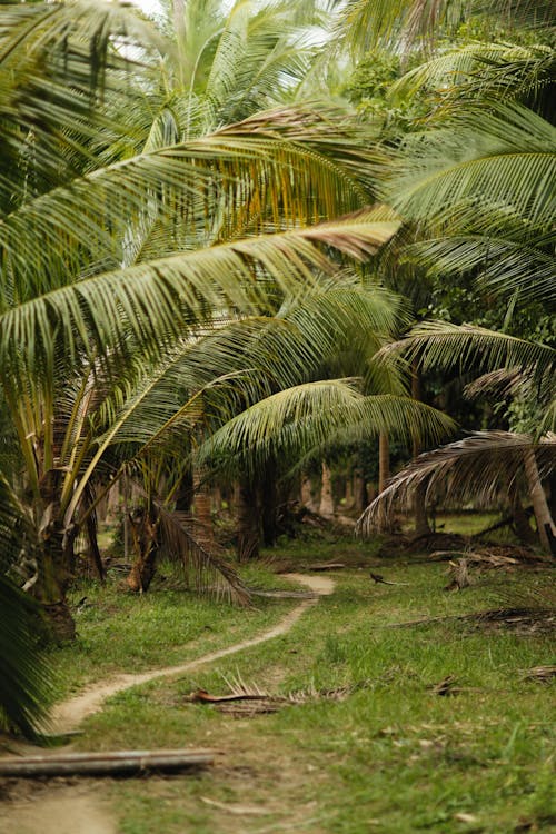 Základová fotografie zdarma na téma fotografie přírody, palmy, tropický