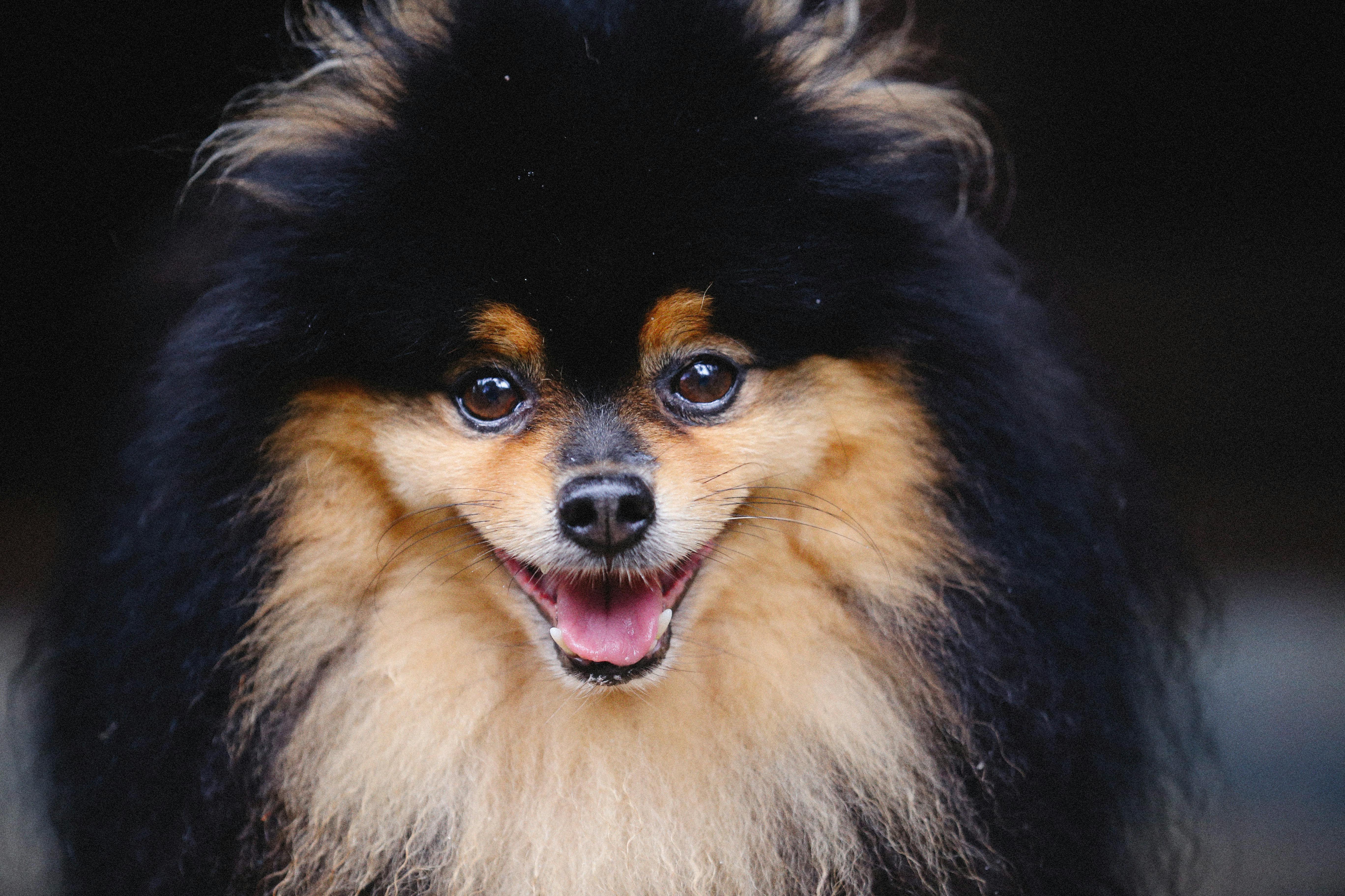 Close-Up Shot of a Pomeranian Dog