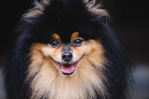 Gratis Foto stok gratis anjing, binatang, fotografi binatang Foto Stok