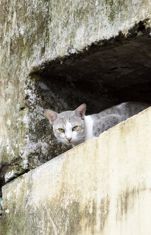 Free Grey Egyptian Mau cat peeking from a rustic concrete ledge with moss. Stock Photo