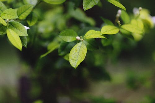 Бесплатное стоковое фото с заводская фотография, Зеленое растение, зеленые листья
