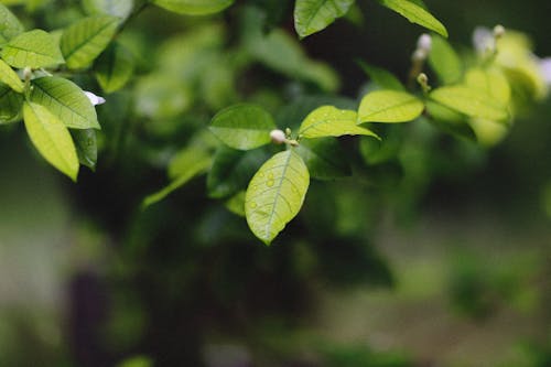 Imagine de stoc gratuită din a închide, fotografie de plante, frunze verzi