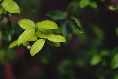 Kostnadsfri bild av gröna löv, närbild, växtfotografering
