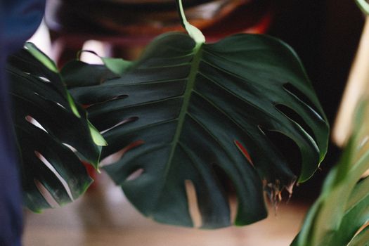 Detailed close-up of a vibrant green monstera leaf showing its unique split foliage, perfect for botanical themes.