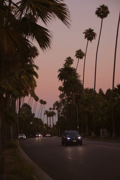 Cars on a Road Near Palm Trees