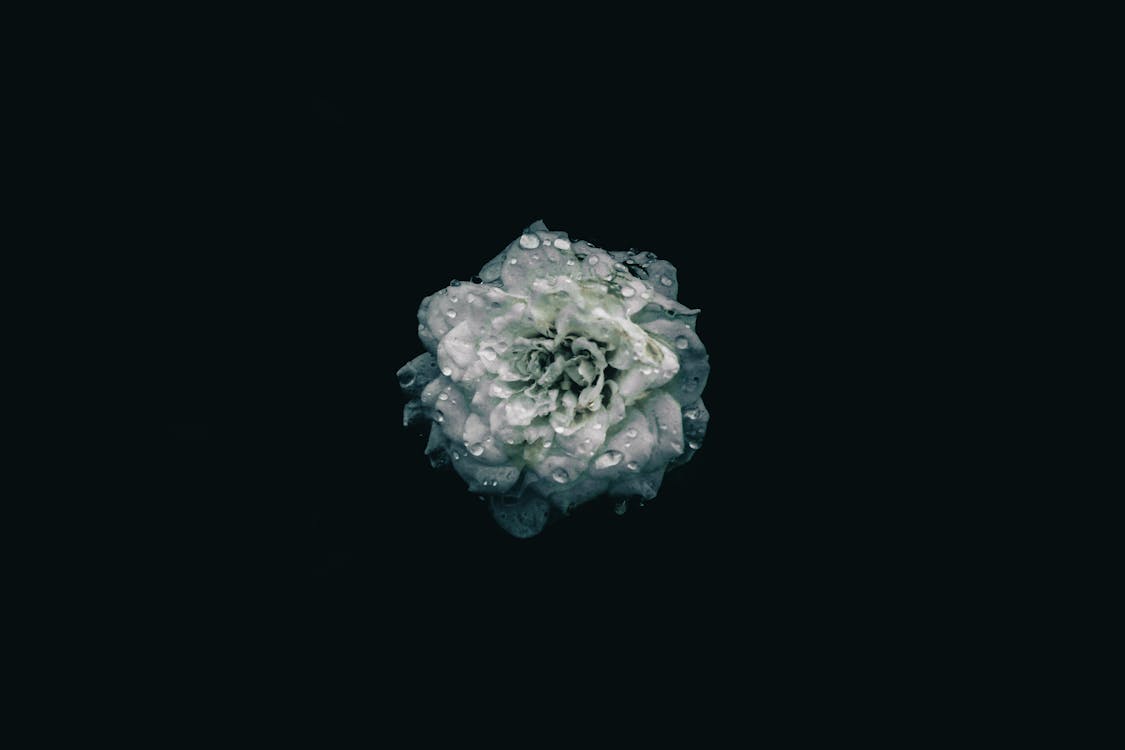 Wet White Flower · Free Stock Photo