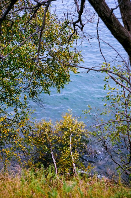 Free Tranquil scene with trees overlooking a calm blue sea, featuring natural beauty and serenity. Stock Photo